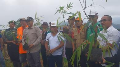 Galakkan Program Tanam Bambu, Bupati Edi Targetkan Mabar Jadi Sumber Oksigen